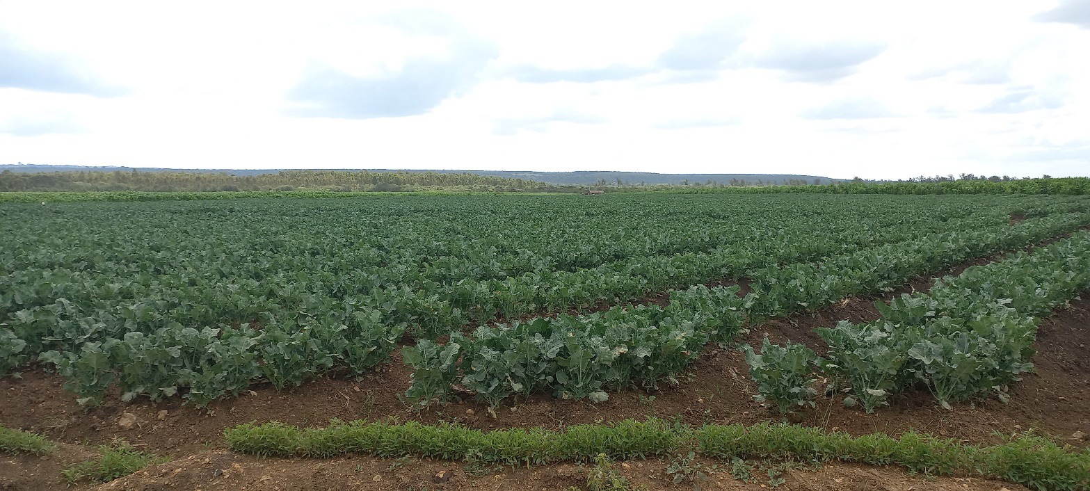 Agricultural Consultancy